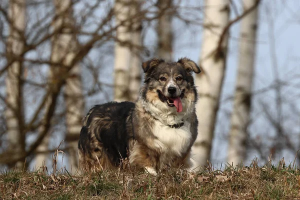 一个可爱的澳大利亚牧羊犬白天在户外 — 图库照片