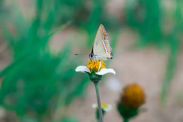 ぼんやりとした背景にデイジーに座っている蝶のクローズアップショット — ストック写真