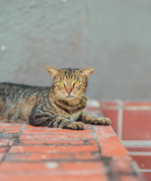 一种下垂的褐色猫 条纹状 黄眼睛 背景模糊 — 图库照片