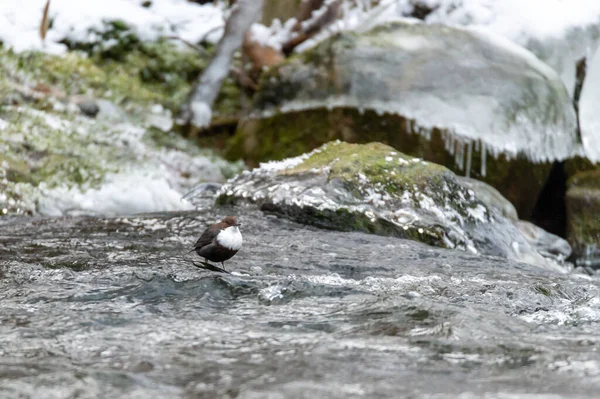 Ein Dipper Wassersperling Auf Einem Fluss Der Vom Frost Umgeben — Stockfoto
