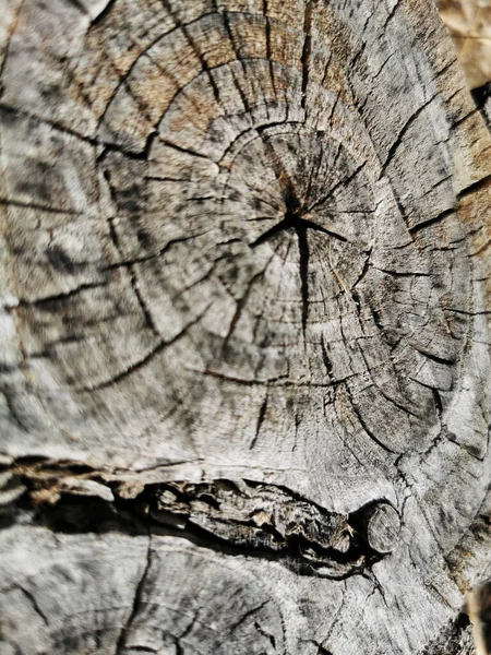 Ένα Κάθετο Πλάνο Ενός Σπασμένου Κορμού Δέντρου Ένα Χωράφι — Φωτογραφία Αρχείου