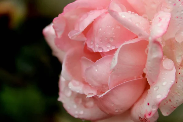 Selektivní Detailní Záběr Růžové Růže Kapkami — Stock fotografie