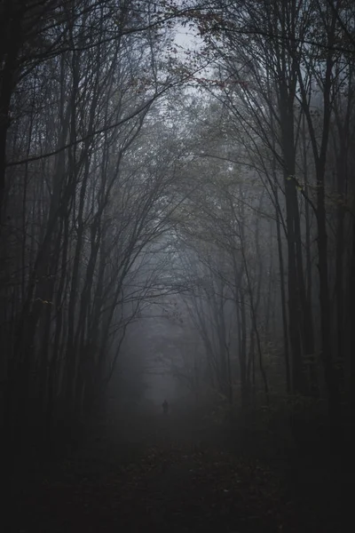 Μια Κάθετη Λήψη Ενός Ζοφερού Πυκνού Δάσους Μια Ομιχλώδη Μέρα — Φωτογραφία Αρχείου