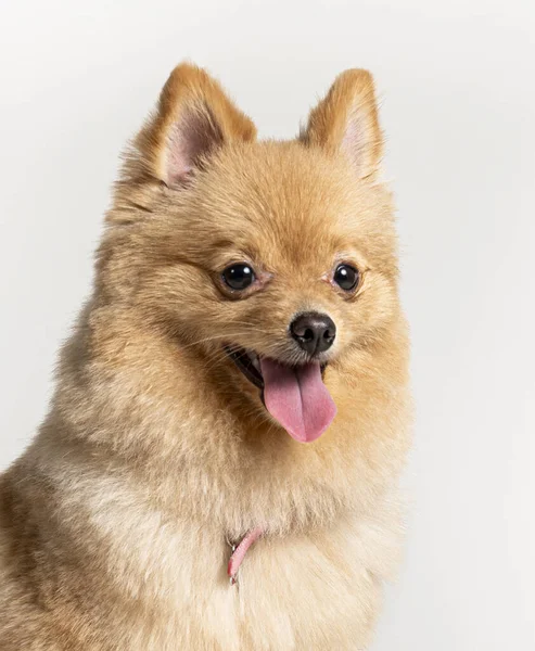 Disparo Vertical Adorable Perro Pomerania Con Lengua Hacia Fuera Posando —  Fotos de Stock