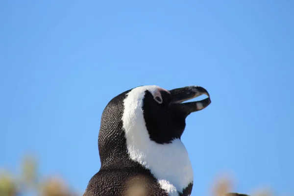 Retrato Pinguim Africano Sob Luz Sol Céu Azul — Fotografia de Stock