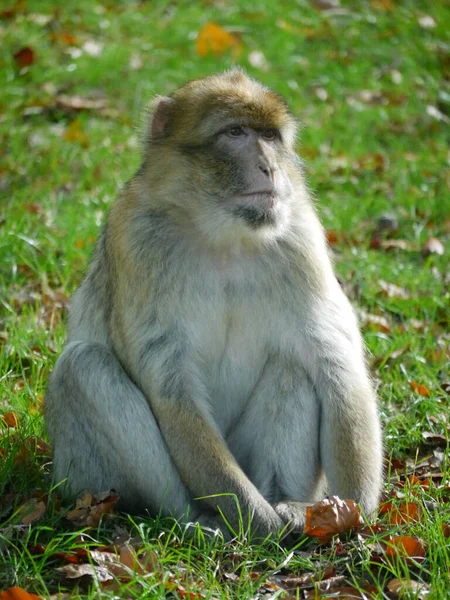 Pionowe Zbliżenie Makakowej Małpy Siedzącej Zielonej Łące — Zdjęcie stockowe
