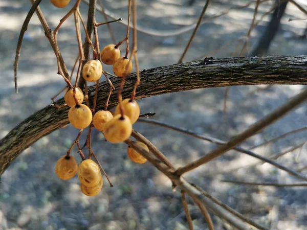 Detailní Záběr Ginkgo Ovoce Stromě — Stock fotografie