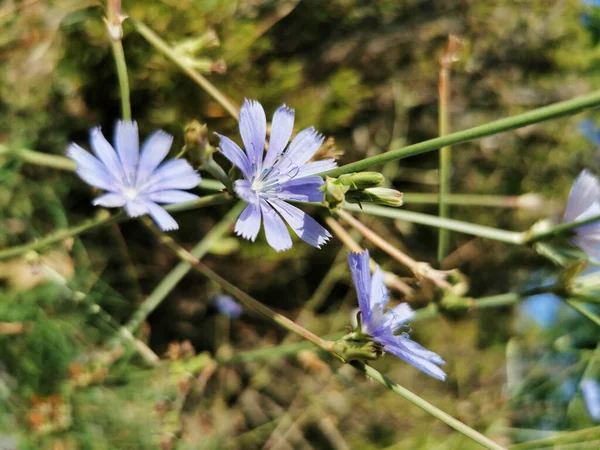 Detailní Záběr Malých Květin — Stock fotografie