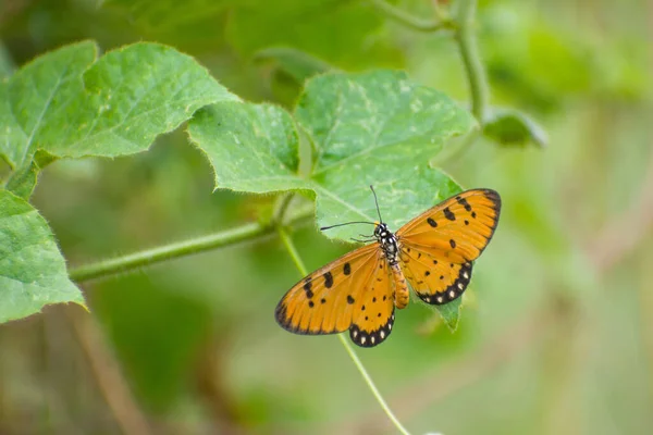 Gros Plan Papillon Sur Des Plantes Vertes — Photo