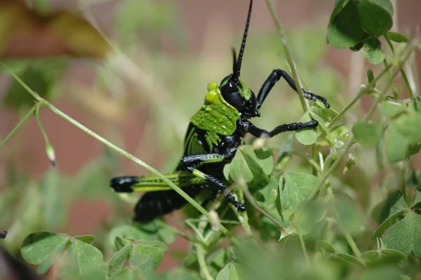 Hierba Lechera Tóxica Grasshopper Arbustos — Foto de Stock