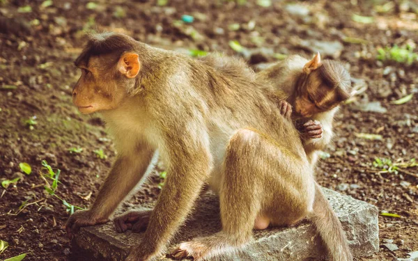 昼間に屋外で2匹のアカゲザルの閉鎖 — ストック写真