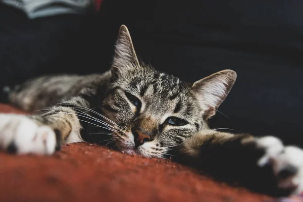 一只家养的短发猫躺在床上的特写镜头 — 图库照片