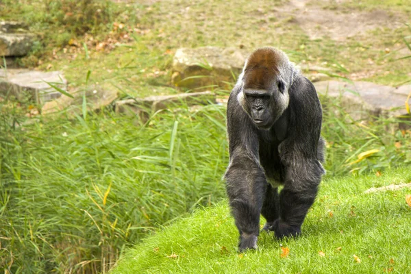 Stor Svart Gorilla Som Vandrar Naturen Sin Omgivning — Stockfoto