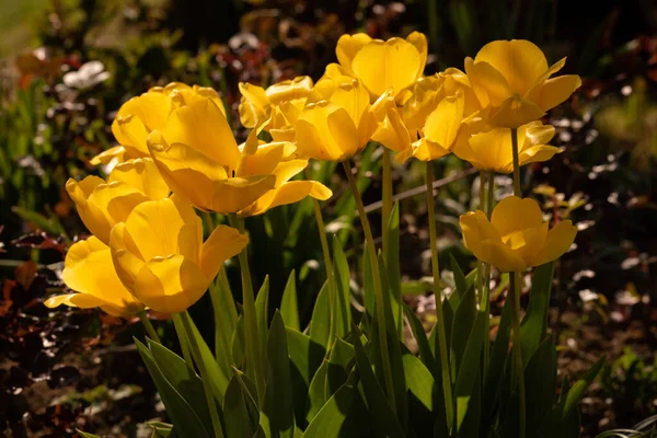 一个有选择的集中拍摄黄色郁金香在一个G — 图库照片