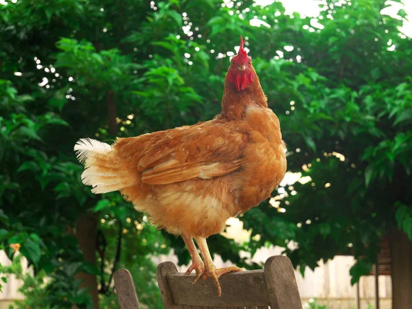 Забавная Картина Красной Курицы Крыше Стула Снаружи — стоковое фото