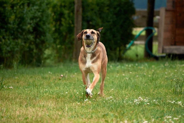 Вибірковий Фокус Знімка Коричневої Собаки Зеленій Траві — стокове фото
