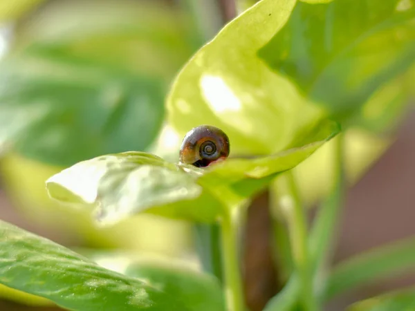 Primer Plano Lindo Caracol Dormido Sobre Una Hoja Verde Bajo — Foto de Stock