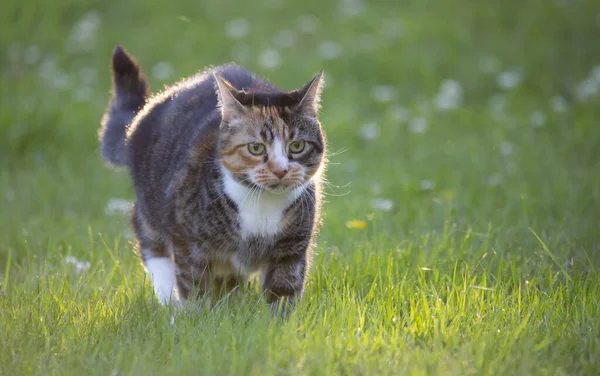 Een Pluizige Gestreepte Kat Die Het Grasveld Loopt — Stockfoto