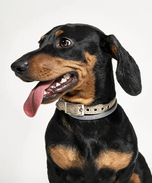 一张由白色背景构成的美丽的Rottweiler的垂直照片 — 图库照片