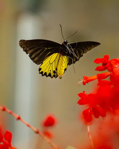 Black Yellow Flying Butterfly Troides Helena — Stock Photo, Image