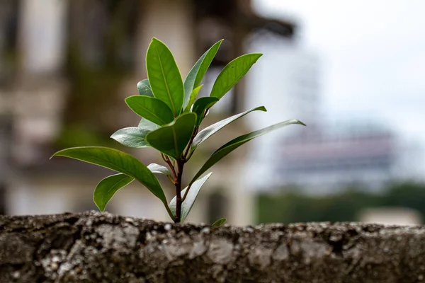 Uma Planta Crescendo Uma Parede Velha Penang Malásia — Fotografia de Stock