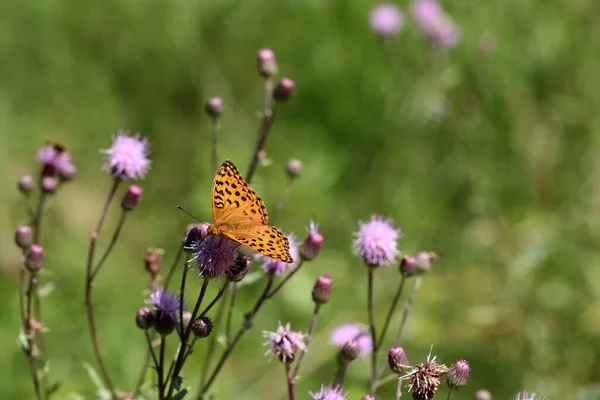 Een Close Shot Van Een Zilvergewassen Fritillaire Vlinder Een Bloem — Stockfoto