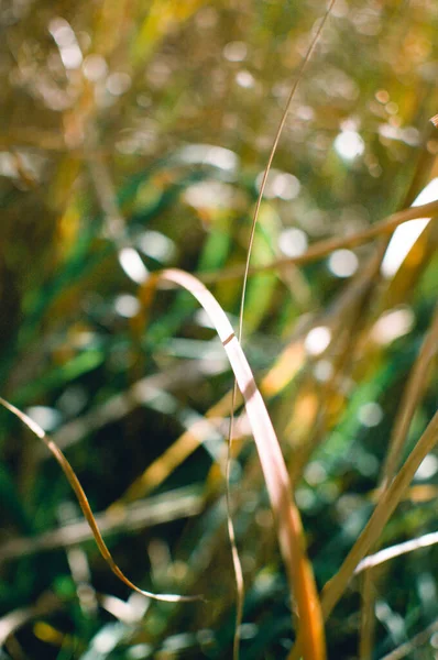 Pionowe Ujęcie Wysokich Brązowych Traw Tle Bokeh — Zdjęcie stockowe