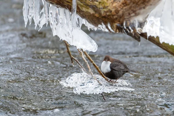 Une Trempette Moineau Eau Sur Une Rivière Entourée Givre — Photo