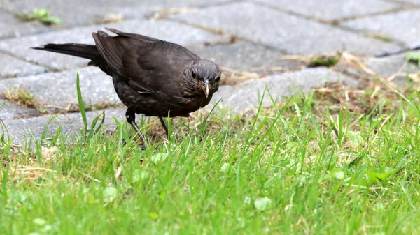 Nahaufnahme Einer Amsel Die Boden Liegt Und Die Kamera Starrt — Stockfoto