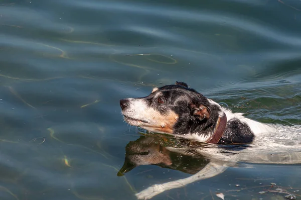 Чарівна Собака Воді — стокове фото