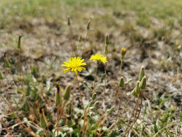 Eine Nahaufnahme Von Gelben Blumen — Stockfoto