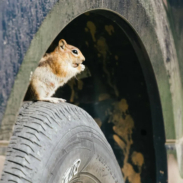 Ein Flacher Fokus Des Gesichts Eines Wilden Eichhörnchens Auf Einem — Stockfoto