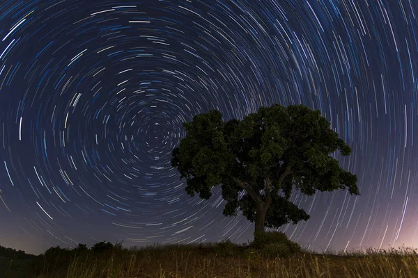 Árbol Campo Bajo Cielo Estrellado Con Larga Exposición Por Noche — Foto de Stock