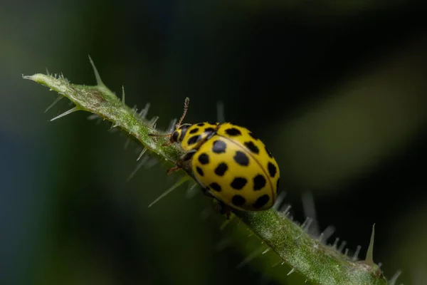 Eine Selektive Fokusaufnahme Eines Gelben Marienkäfers Auf Einem Dornigen Blatt — Stockfoto