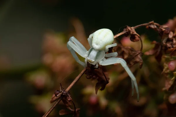 自然の生息地での白い海のクモの選択的な焦点ショット — ストック写真
