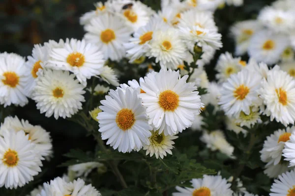 Eine Nahaufnahme Von Kamillenblüten — Stockfoto