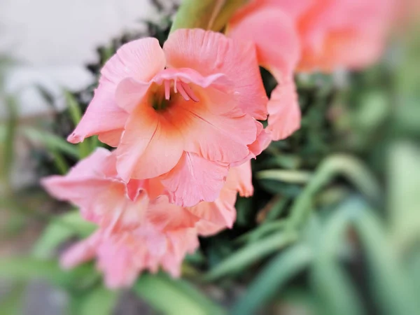 Primer Plano Hermosas Flores Malva Creciendo Una Garde — Foto de Stock