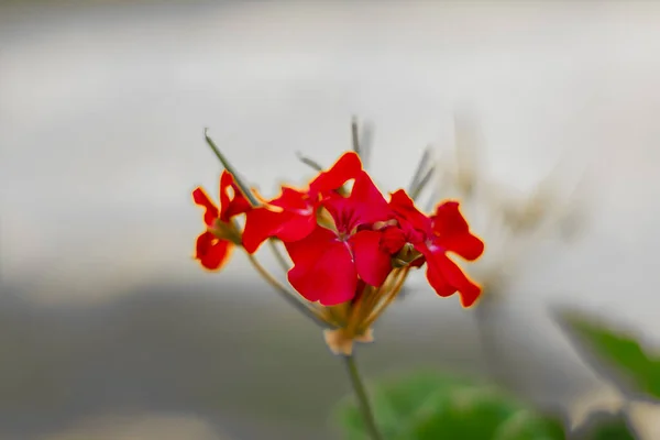 Kertben Virágzó Vörös Muskátli Virágok Lágy Fókusza — Stock Fotó