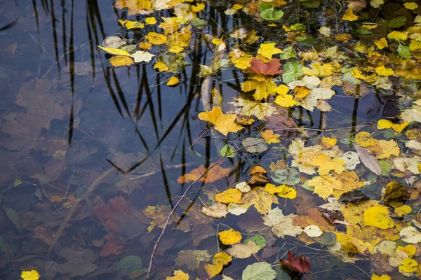 Een Close Van Herfstblad Het Wateroppervlak — Stockfoto