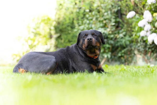 Primer Plano Rottweiler Doméstico Tendido Suelo Parque Bajo Luz Del —  Fotos de Stock