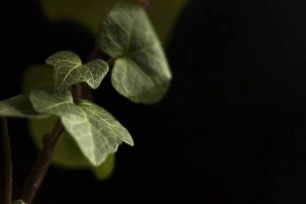 Крупним Планом Знімок Листя Кімнатної Рослини Чорному Тлі — стокове фото