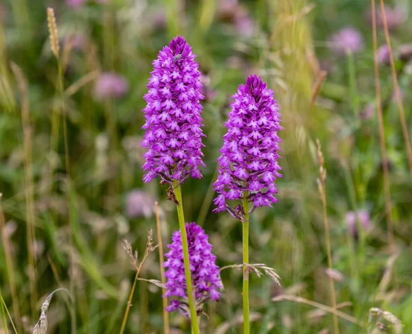 Closeup Shot Blooming Orchis Flowers — Stock Photo, Image