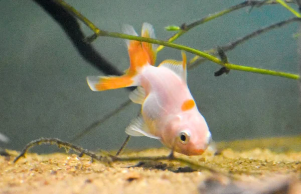 Close Belo Pequeno Oranda Goldfish Aquário Comendo — Fotografia de Stock
