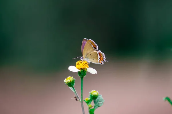 Primo Piano Una Farfalla Seduta Una Margherita Uno Sfondo Sfocato — Foto Stock