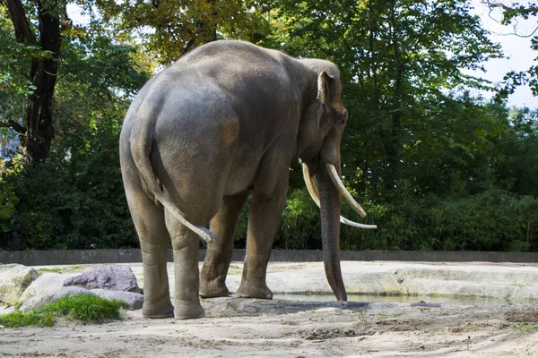 Вид Сзади Слона Берлинском Зоопарке Германия — стоковое фото