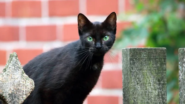 フェンスの上に座ってカメラを見ている緑の目を持つボンベイの黒い猫のクローズアップショット — ストック写真