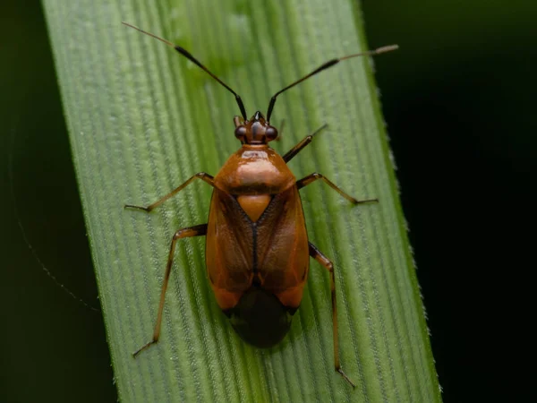 Primer Plano Gran Insecto Marrón Una Hoja — Foto de Stock