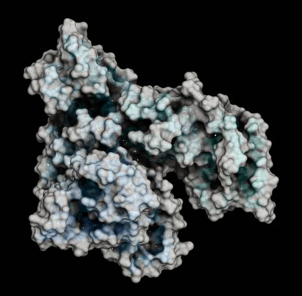 Nsan Serumu Albumin Proteini Boyutlu Çizgi Film Gösterimi Yarı Şeffaf — Stok fotoğraf