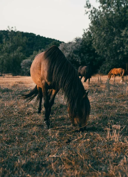 フィールド内の馬の放牧の垂直閉鎖 — ストック写真