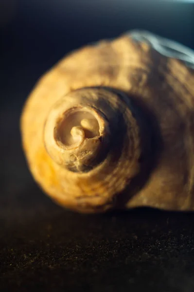 Primo Piano Verticale Una Bella Conchiglia Uno Sfondo Scuro — Foto Stock